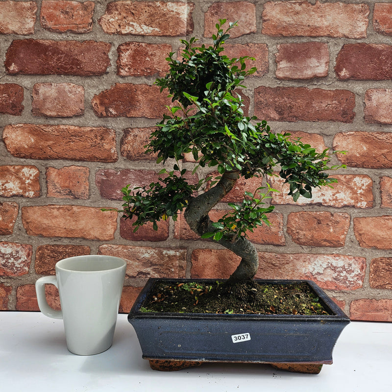 Chinese Elm (Ulmus Parvifolia) Bonsai Tree | Shaped | In 25cm Pot