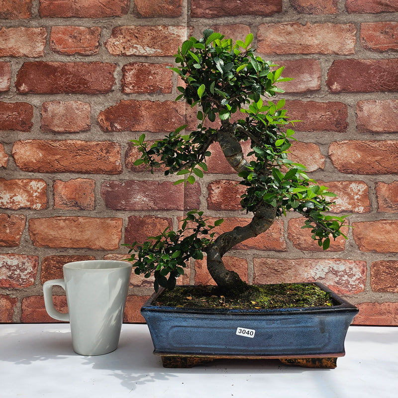 Chinese Elm (Ulmus Parvifolia) Bonsai Tree | Shaped | In 25cm Pot