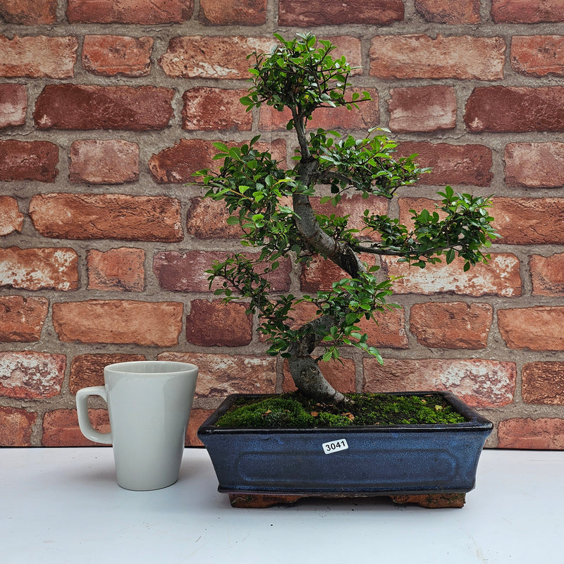 Chinese Elm (Ulmus Parvifolia) Bonsai Tree | Shaped | In 25cm Pot