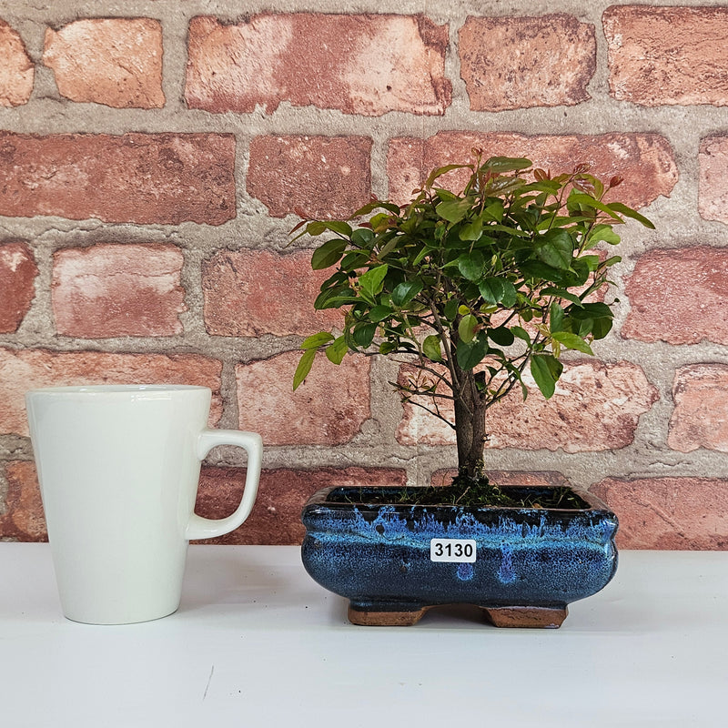 Bird Plum (Sageretia) Bonsai Tree | Broom | In 15cm Pot