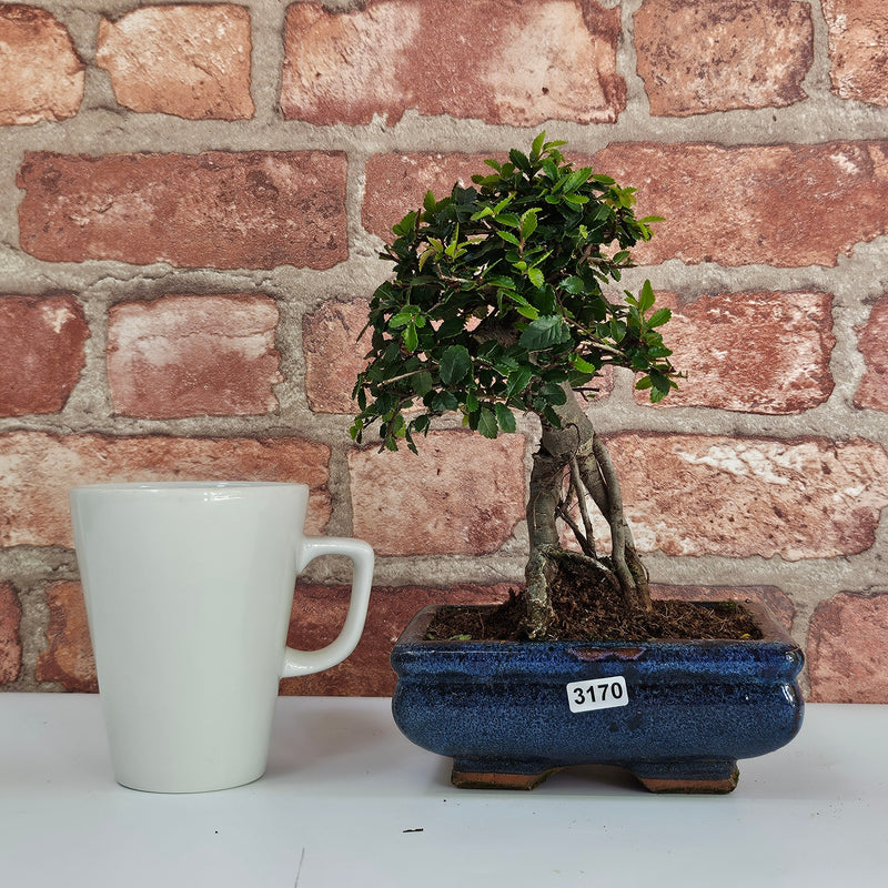Chinese Elm (Ulmus Parvifolia) Bonsai Tree | Broom | In 15cm Pot