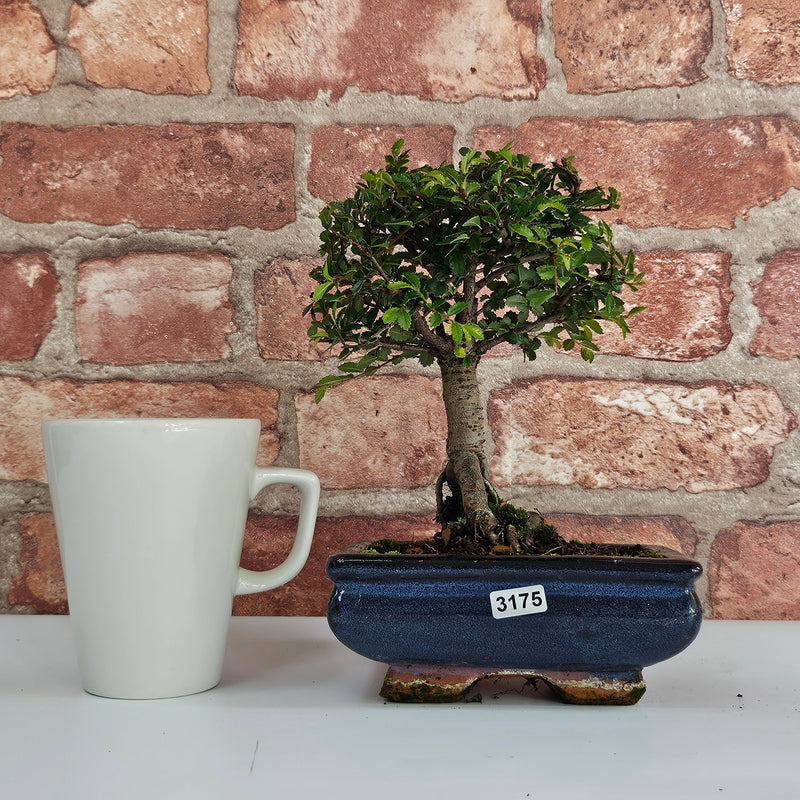 Chinese Elm (Ulmus Parvifolia) Bonsai Tree | Broom | In 15cm Pot