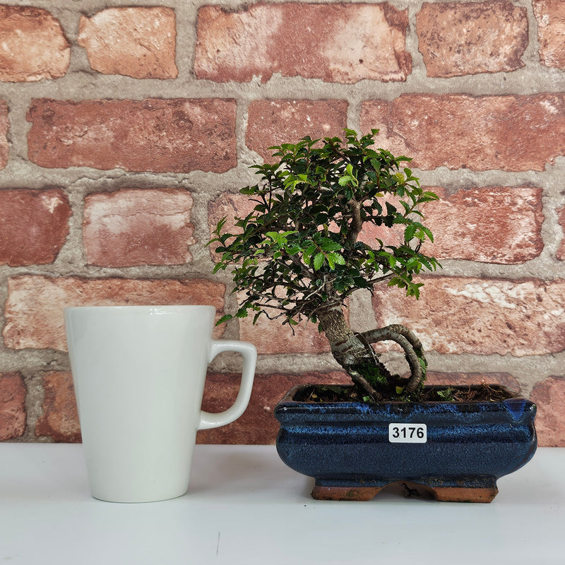 Chinese Elm (Ulmus Parvifolia) Bonsai Tree | Broom | In 15cm Pot