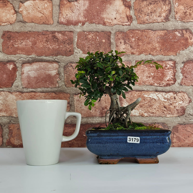 Chinese Elm (Ulmus Parvifolia) Bonsai Tree | Broom | In 15cm Pot