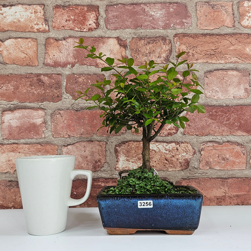 Bird Plum (Sageretia) Bonsai Tree | Broom | In 15cm Pot