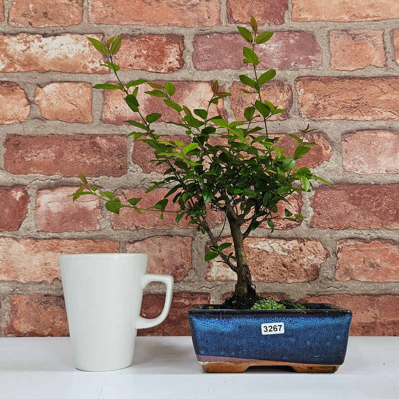 Bird Plum (Sageretia) Bonsai Tree | Broom | In 15cm Pot