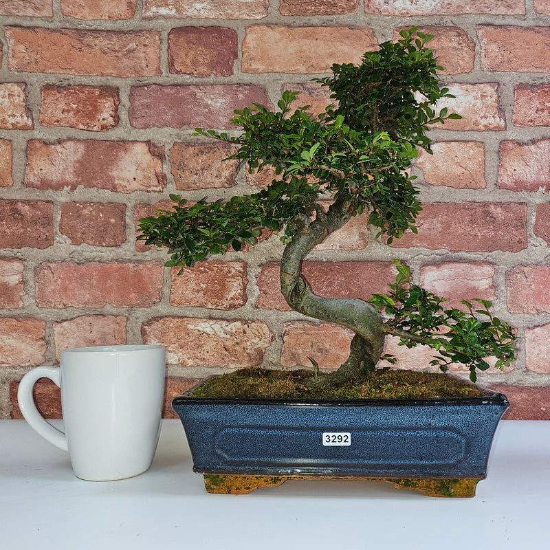 Chinese Elm (Ulmus Parvifolia) Bonsai Tree | Shaped | In 25cm Pot
