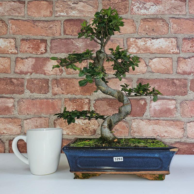 Chinese Elm (Ulmus Parvifolia) Bonsai Tree | Shaped | In 25cm Pot