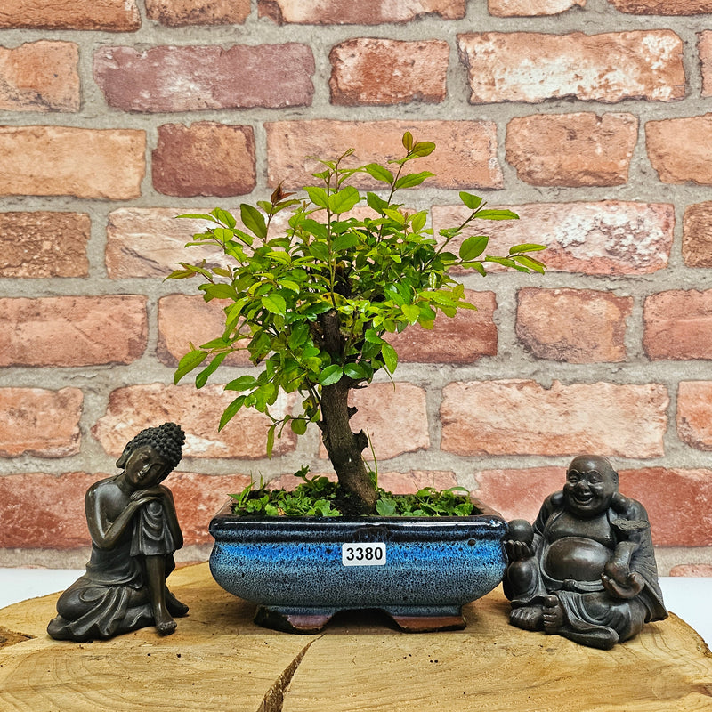 Bird Plum (Sageretia) Bonsai Tree | Broom | In 15cm Pot