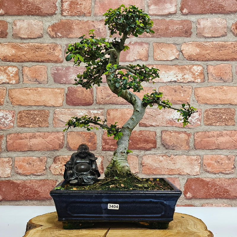 Chinese Elm (Ulmus Parvifolia) Bonsai Tree | Shaped | In 25cm Pot