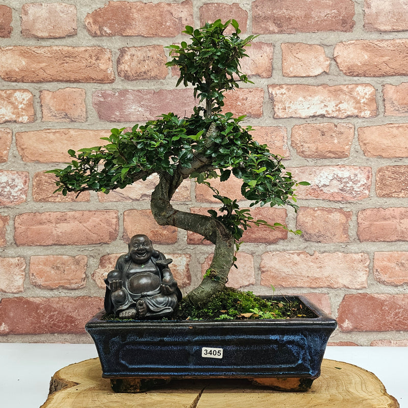 Chinese Elm (Ulmus Parvifolia) Bonsai Tree | Shaped | In 25cm Pot