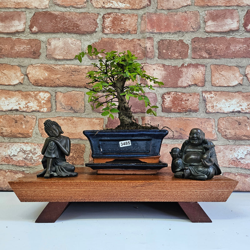 Chinese Elm (Ulmus Parvifolia) Bonsai Tree | Broom | In 15cm Pot