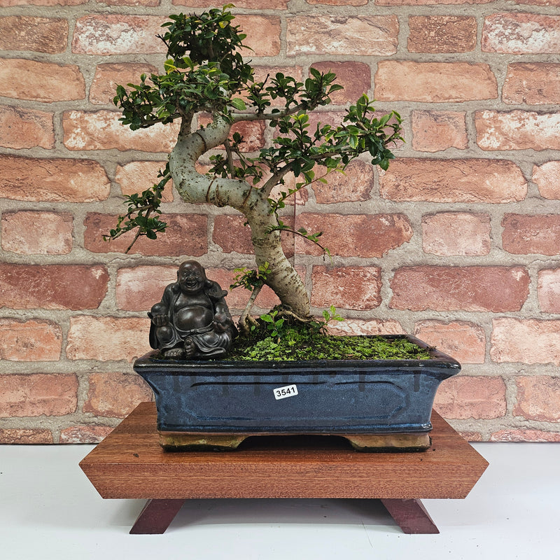Chinese Elm (Ulmus Parvifolia) Bonsai Tree | Shaped | In 30cm Pot