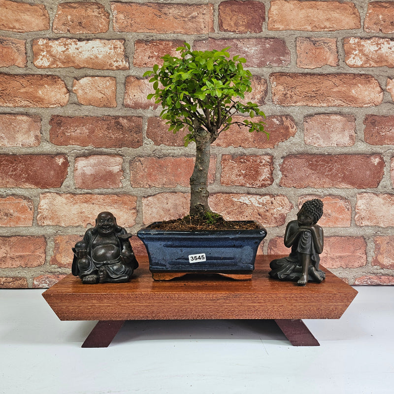 Chinese Elm (Ulmus Parvifolia) Bonsai Tree | Broom | In 15cm Pot