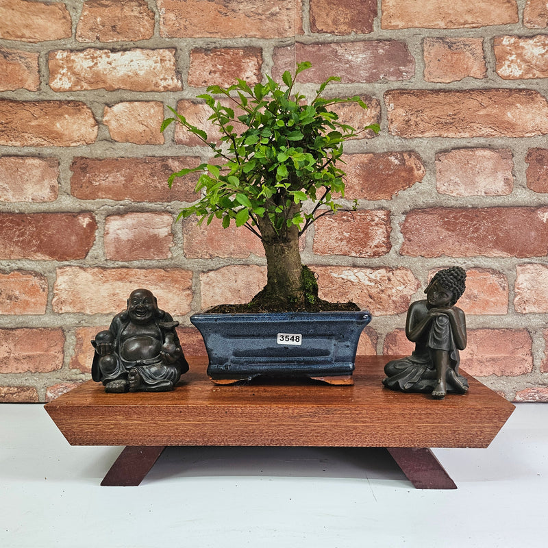 Chinese Elm (Ulmus Parvifolia) Bonsai Tree | Broom | In 15cm Pot