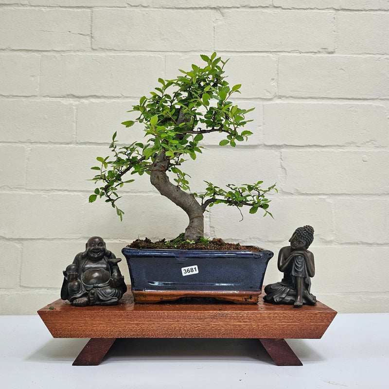Chinese Elm (Ulmus Parvifolia) Bonsai Tree | Shaped | In 20cm Pot