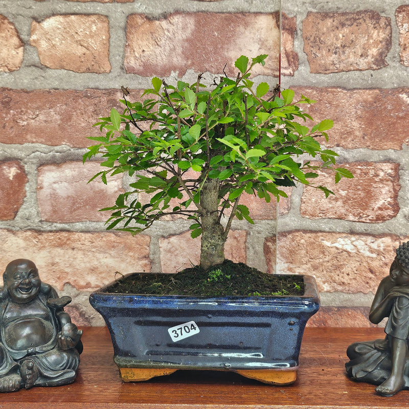 Chinese Elm (Ulmus Parvifolia) Bonsai Tree | Broom | In 15cm Pot