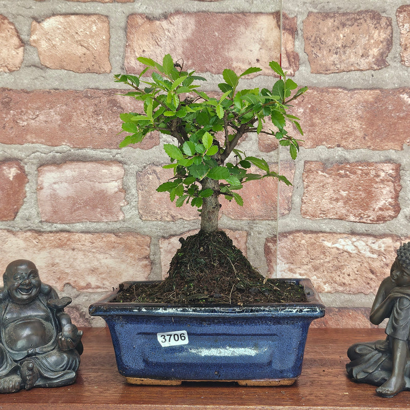 Chinese Elm (Ulmus Parvifolia) Bonsai Tree | Broom | In 15cm Pot