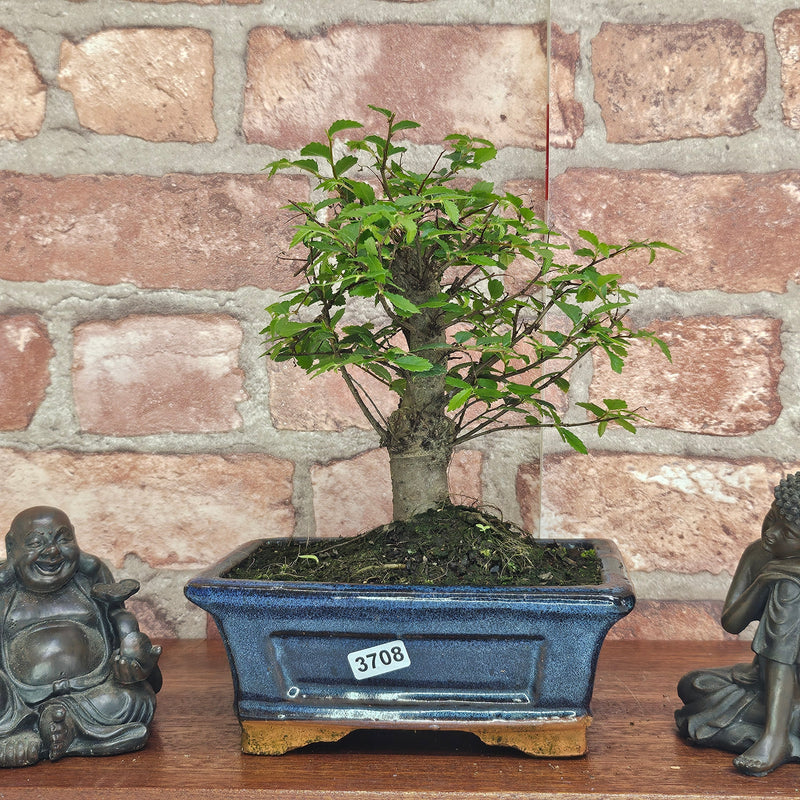 Chinese Elm (Ulmus Parvifolia) Bonsai Tree | Broom | In 15cm Pot