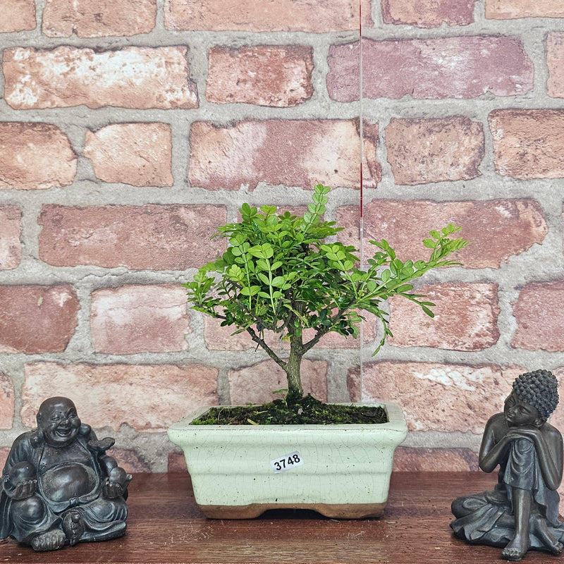 Chinese Pepper (Zanthoxylum Pipertum) Bonsai Tree | Broom | In 15cm Pot