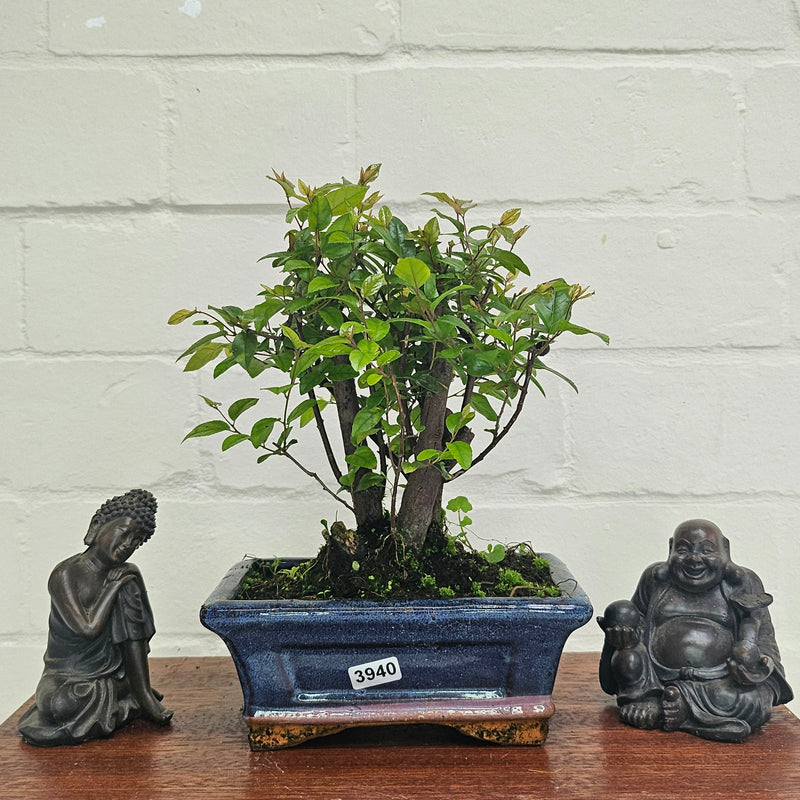Bird Plum (Sageretia) Bonsai Tree | Broom | In 15cm Pot