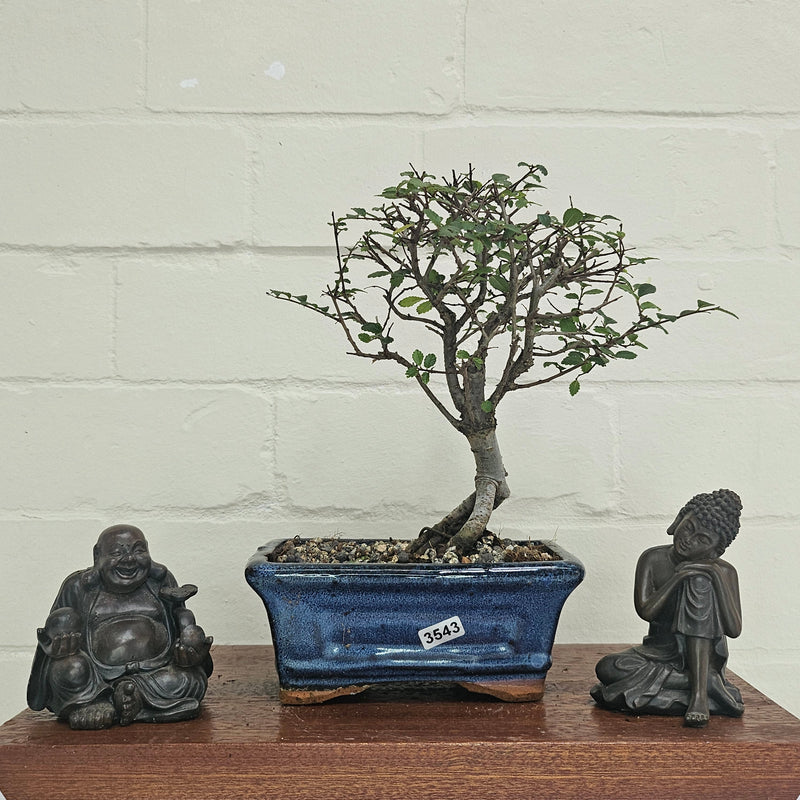 Chinese Elm (Ulmus Parvifolia) Bonsai Tree | Broom | In 15cm Pot