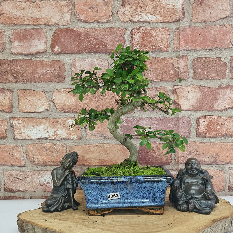Chinese Elm (Ulmus Parvifolia) Bonsai Tree | Shaped | In 15cm Pot