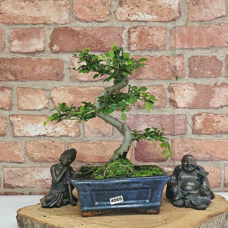 Chinese Elm (Ulmus Parvifolia) Bonsai Tree | Shaped | In 15cm Pot