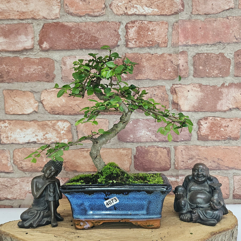 Chinese Elm (Ulmus Parvifolia) Bonsai Tree | Shaped | In 15cm Pot