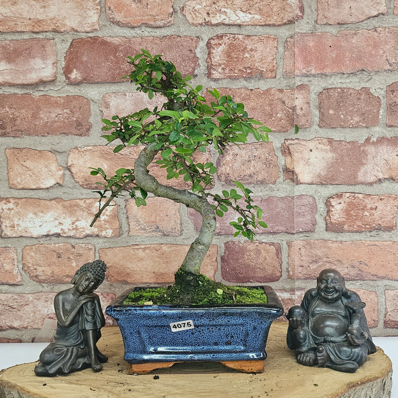 Chinese Elm (Ulmus Parvifolia) Bonsai Tree | Shaped | In 15cm Pot