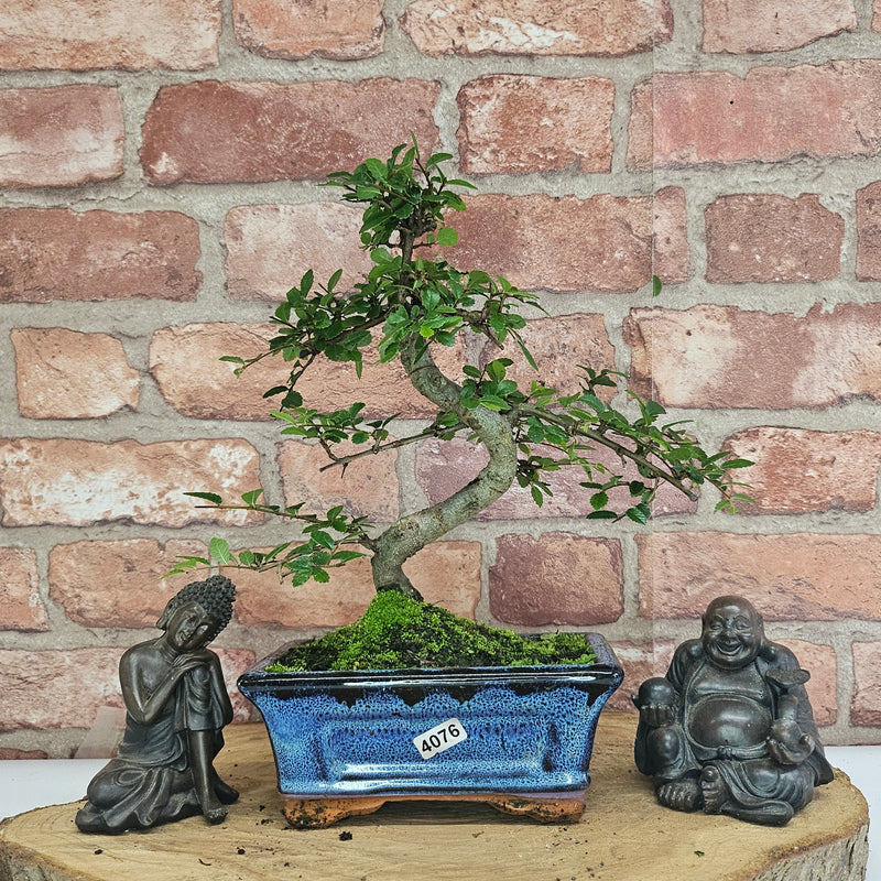 Chinese Elm (Ulmus Parvifolia) Bonsai Tree | Shaped | In 15cm Pot