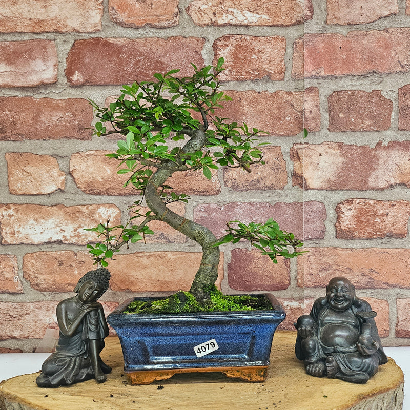 Chinese Elm (Ulmus Parvifolia) Bonsai Tree | Shaped | In 15cm Pot