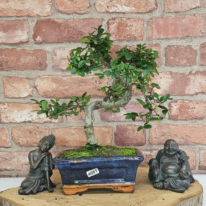 Chinese Elm (Ulmus Parvifolia) Bonsai Tree | Shaped | In 15cm Pot