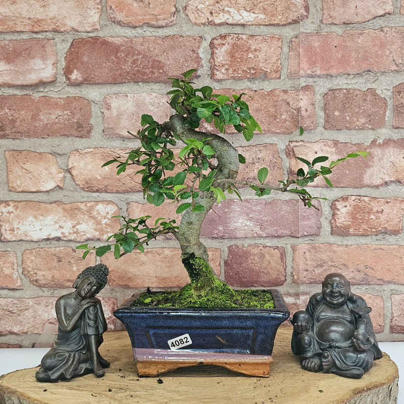 Chinese Elm (Ulmus Parvifolia) Bonsai Tree | Shaped | In 15cm Pot
