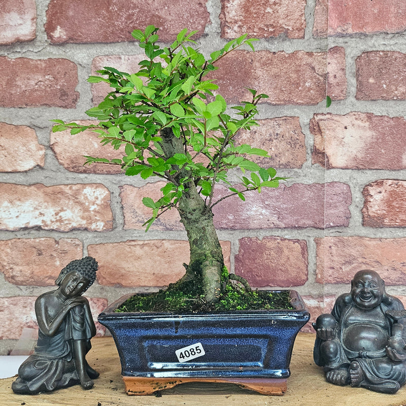Chinese Elm (Ulmus Parvifolia) Bonsai Tree | Broom | In 15cm Pot