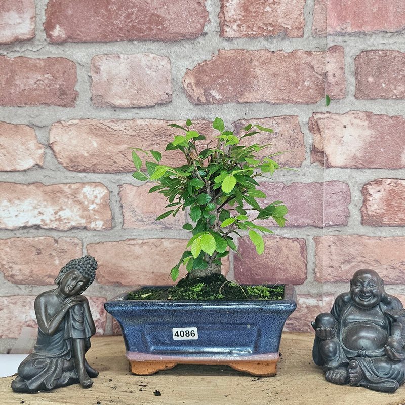 Chinese Elm (Ulmus Parvifolia) Bonsai Tree | Broom | In 15cm Pot