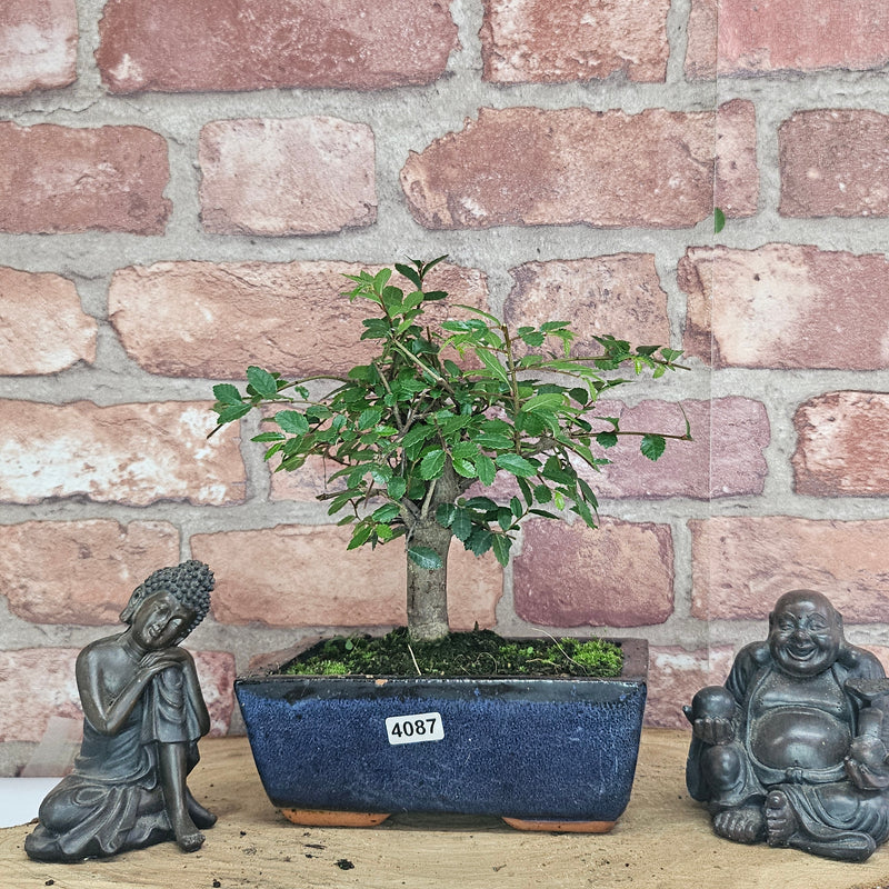Chinese Elm (Ulmus Parvifolia) Bonsai Tree | Broom | In 15cm Pot