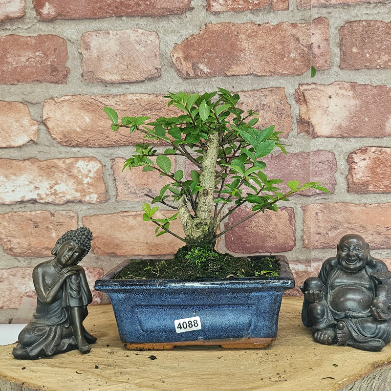 Chinese Elm (Ulmus Parvifolia) Bonsai Tree | Broom | In 15cm Pot