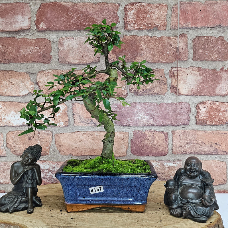 Chinese Elm (Ulmus Parvifolia) Bonsai Tree | Shaped | In 15cm Pot