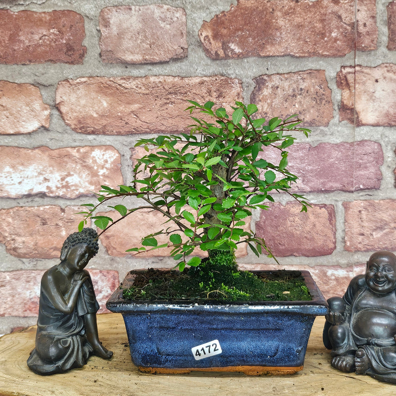 Chinese Elm (Ulmus Parvifolia) Bonsai Tree | Broom | In 15cm Pot