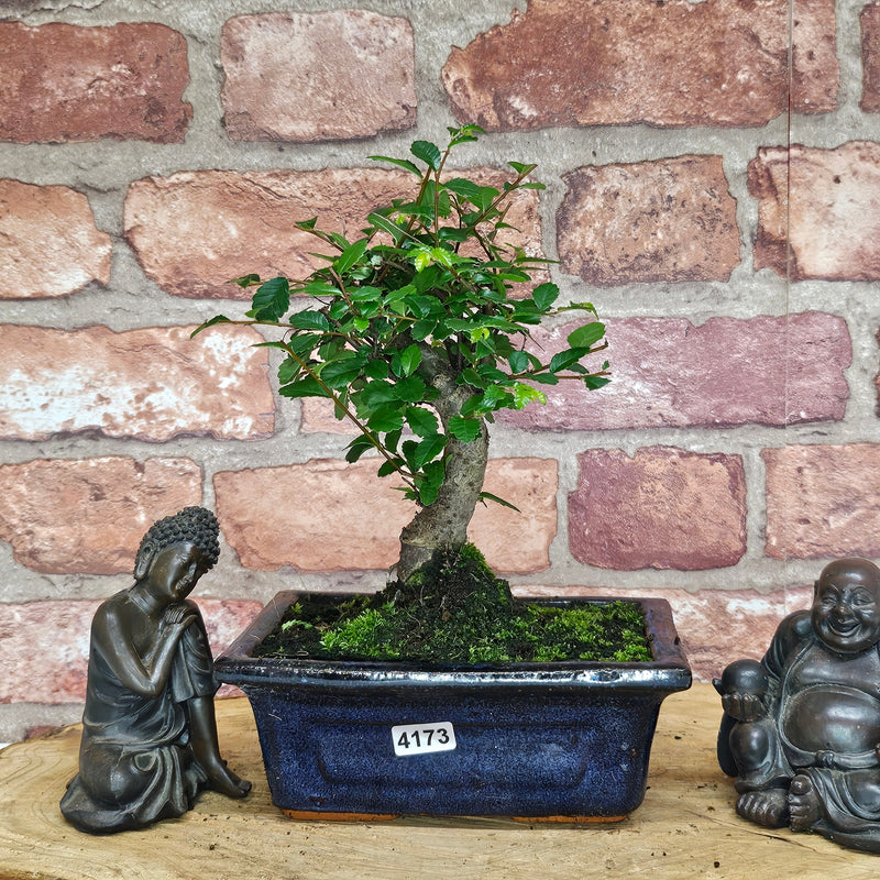 Chinese Elm (Ulmus Parvifolia) Bonsai Tree | Broom | In 15cm Pot
