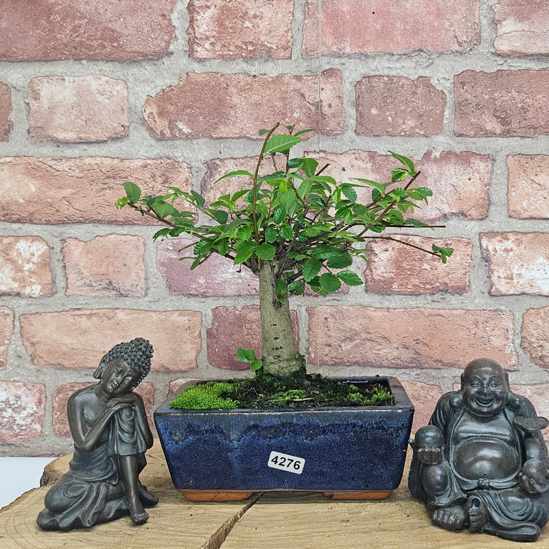 Chinese Elm (Ulmus Parvifolia) Bonsai Tree | Broom | In 15cm Pot