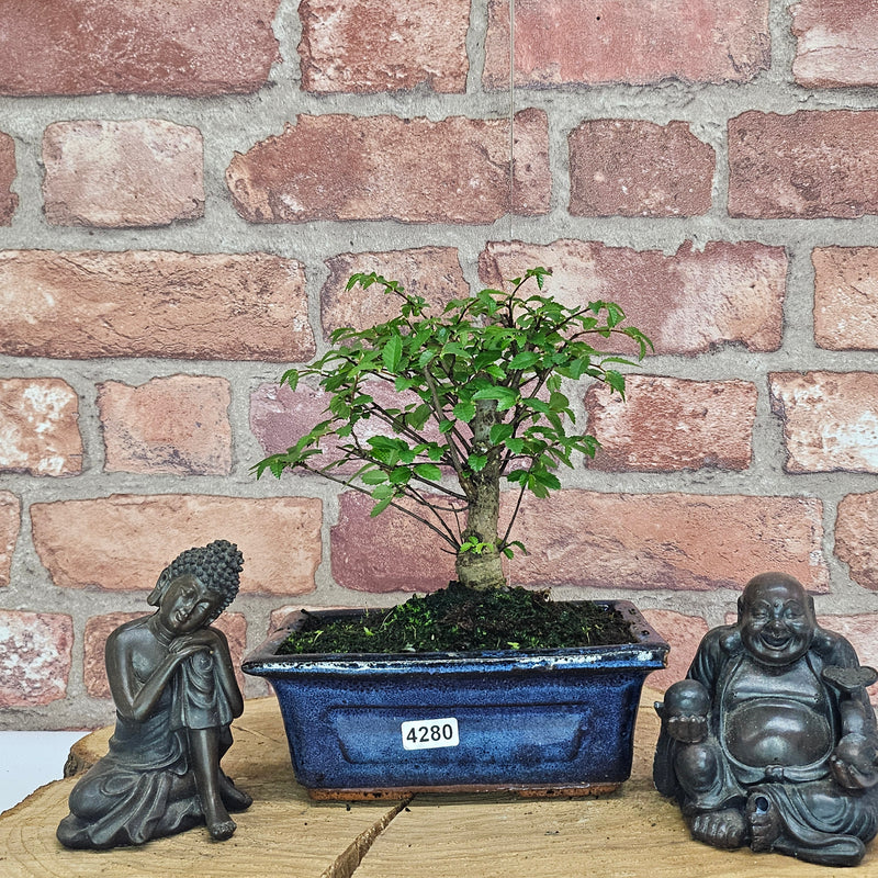 Chinese Elm (Ulmus Parvifolia) Bonsai Tree | Broom | In 15cm Pot