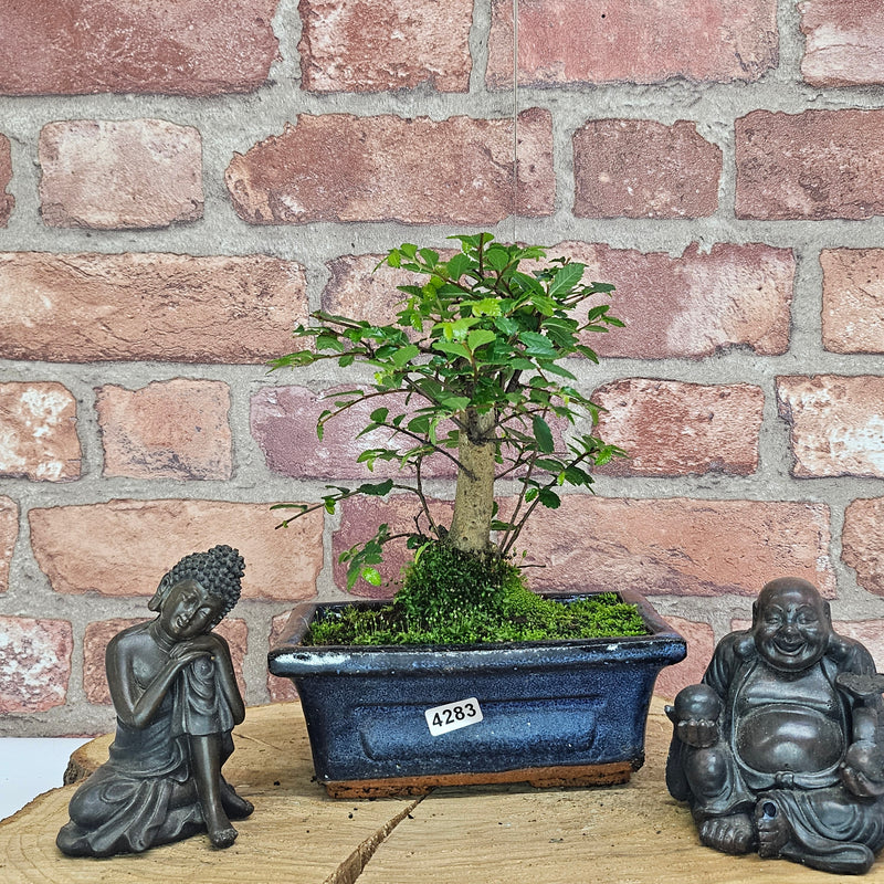 Chinese Elm (Ulmus Parvifolia) Bonsai Tree | Broom | In 15cm Pot