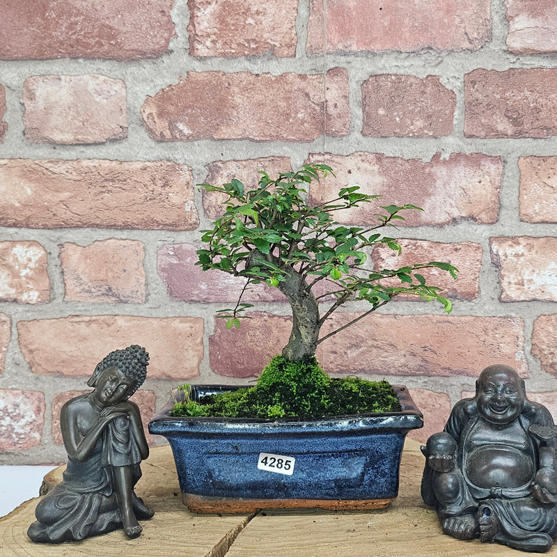 Chinese Elm (Ulmus Parvifolia) Bonsai Tree | Broom | In 15cm Pot