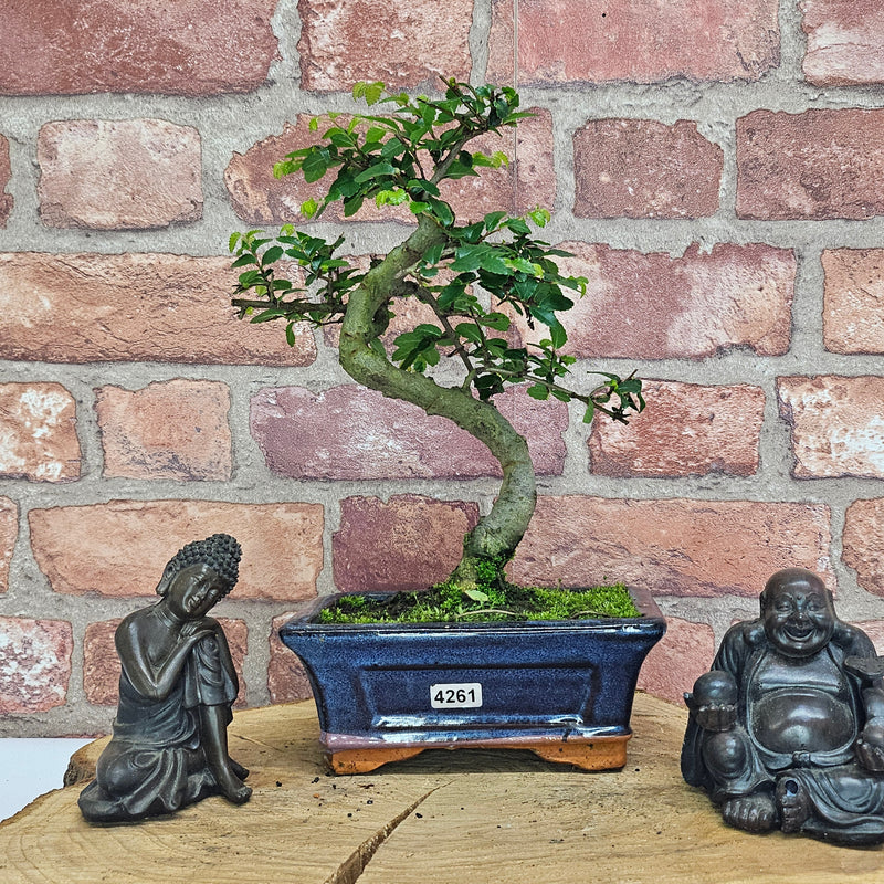 Chinese Elm (Ulmus Parvifolia) Bonsai Tree | Shaped | In 15cm Pot