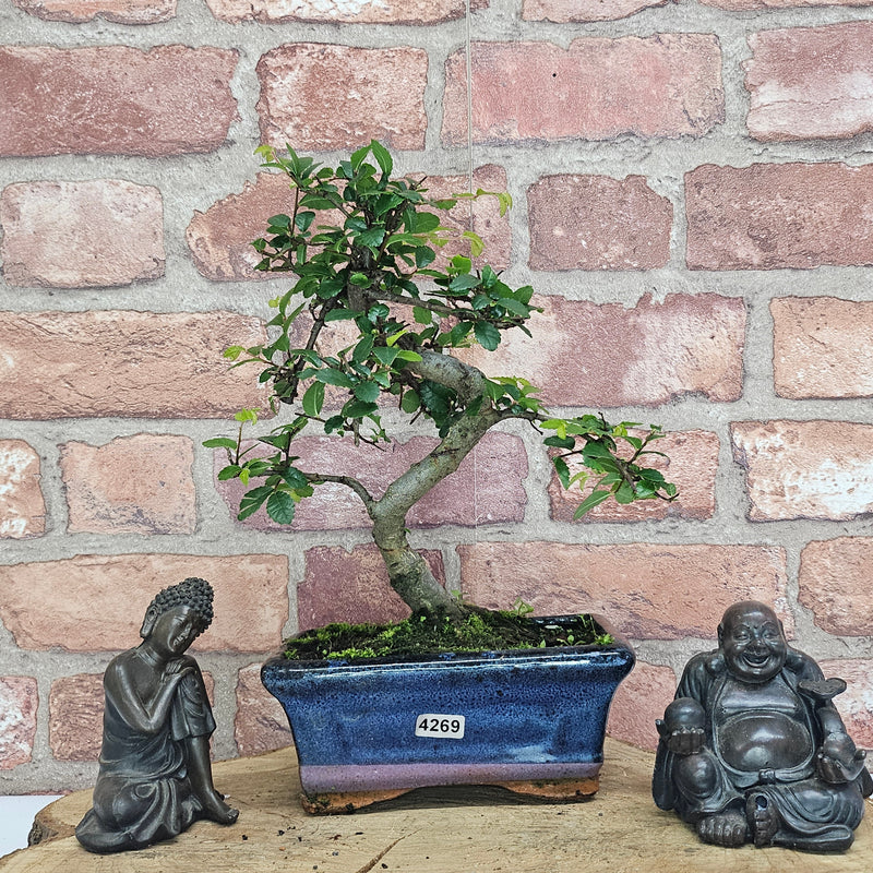 Chinese Elm (Ulmus Parvifolia) Bonsai Tree | Shaped | In 15cm Pot
