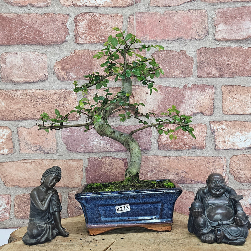 Chinese Elm (Ulmus Parvifolia) Bonsai Tree | Shaped | In 15cm Pot