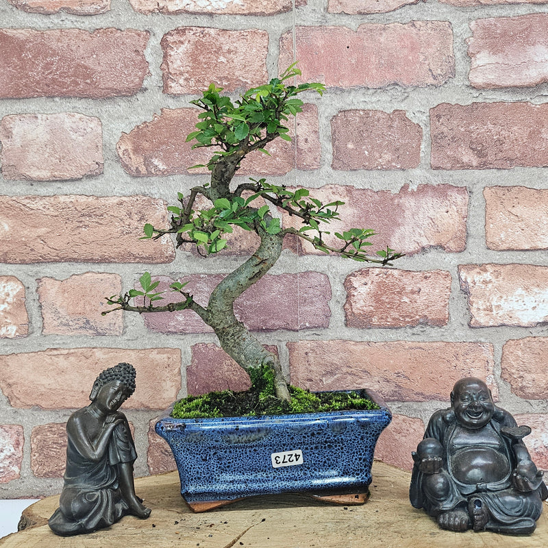 Chinese Elm (Ulmus Parvifolia) Bonsai Tree | Shaped | In 15cm Pot