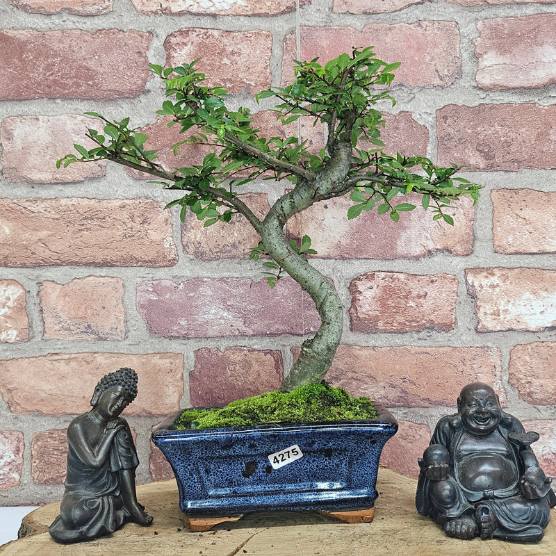 Chinese Elm (Ulmus Parvifolia) Bonsai Tree | Shaped | In 15cm Pot